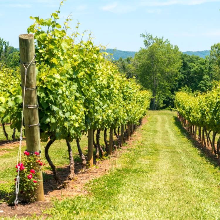 Spout Spring Estates Winery an Vineyard - 4