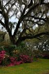 Magnolia Plantation and Gardens - 6