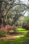Magnolia Plantation and Gardens - 2