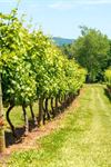 Spout Spring Estates Winery an Vineyard - 4