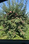 Pennings Orchard - 2