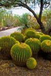 Desert Botanical Garden - 5