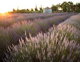 Pageo Lavender Farm is a  World Class Wedding Venues Gold Member