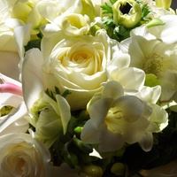 Ultra Violet Flowers - 1