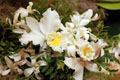 Ambrose Garden Florist - 1