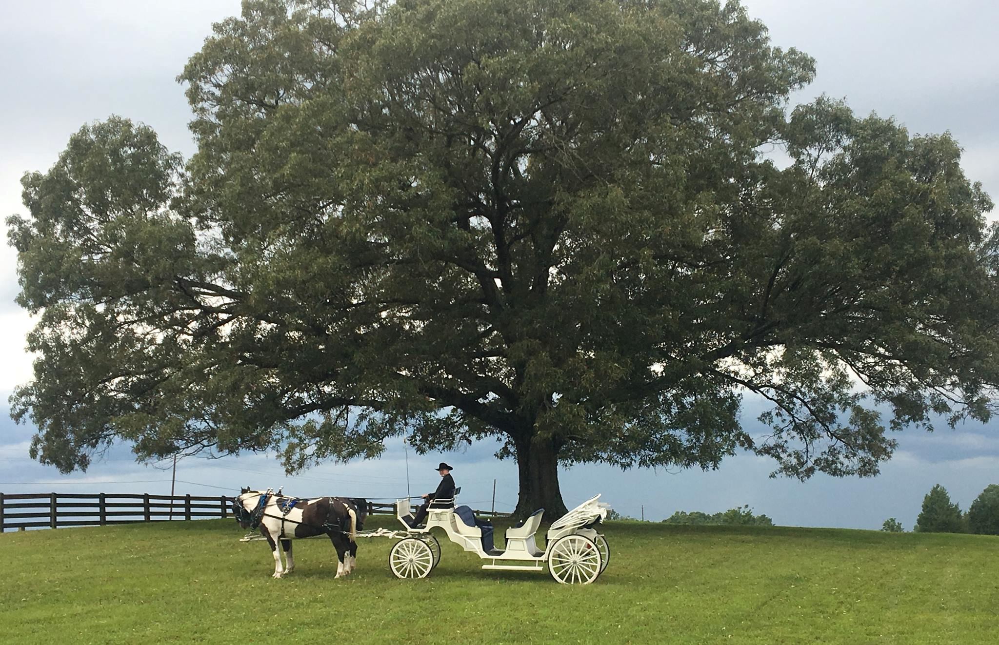 Southern Charm Carriages - 1