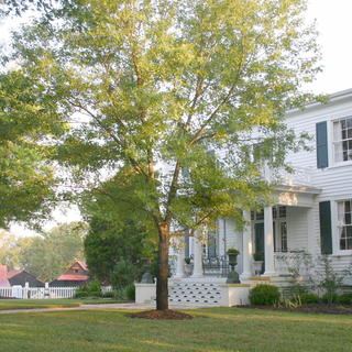 Lake O' The Woods Plantation - 7