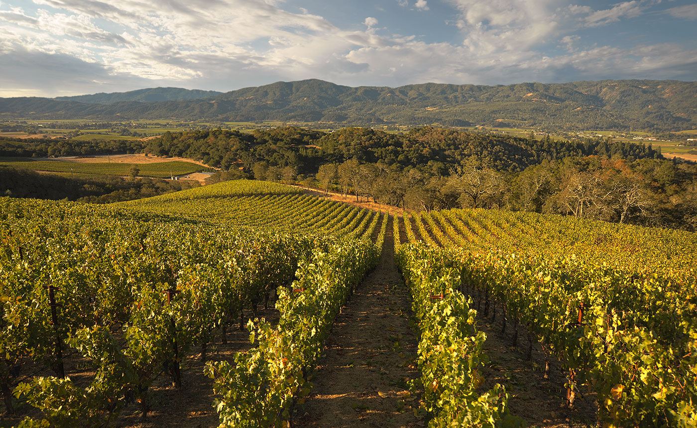 Merryvale Vineyards - 2