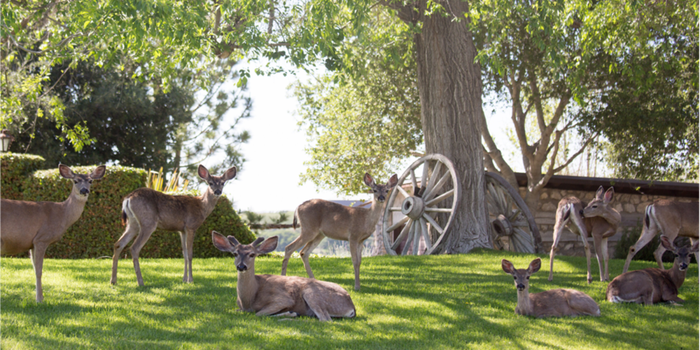 Whispering Rose Ranch - 7