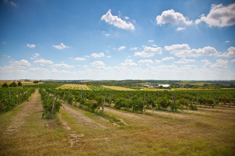 Woods And Waters Winery - 6