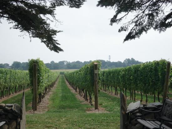 Newport Vineyards - 5