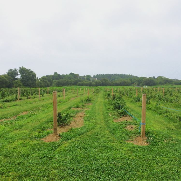 Sweet Berry Farm - 3