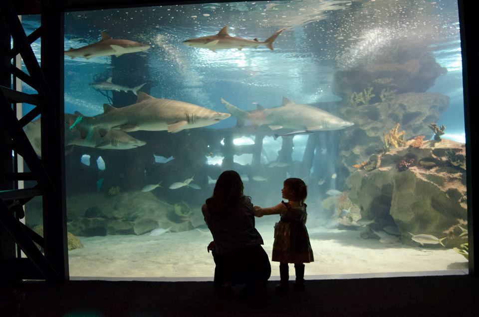 Greater Cleveland Aquarium - 6