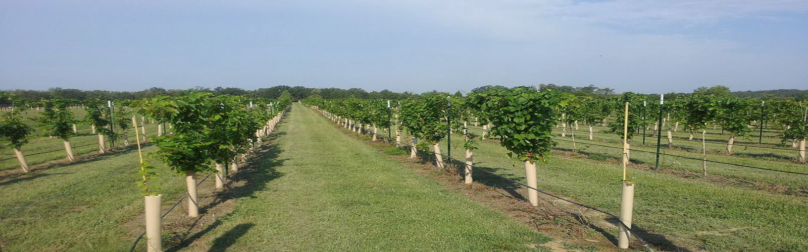 LaChance Vineyards - 4