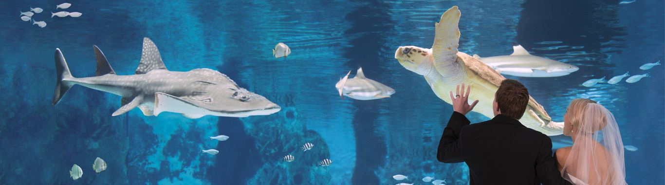 Newport Aquarium - 7