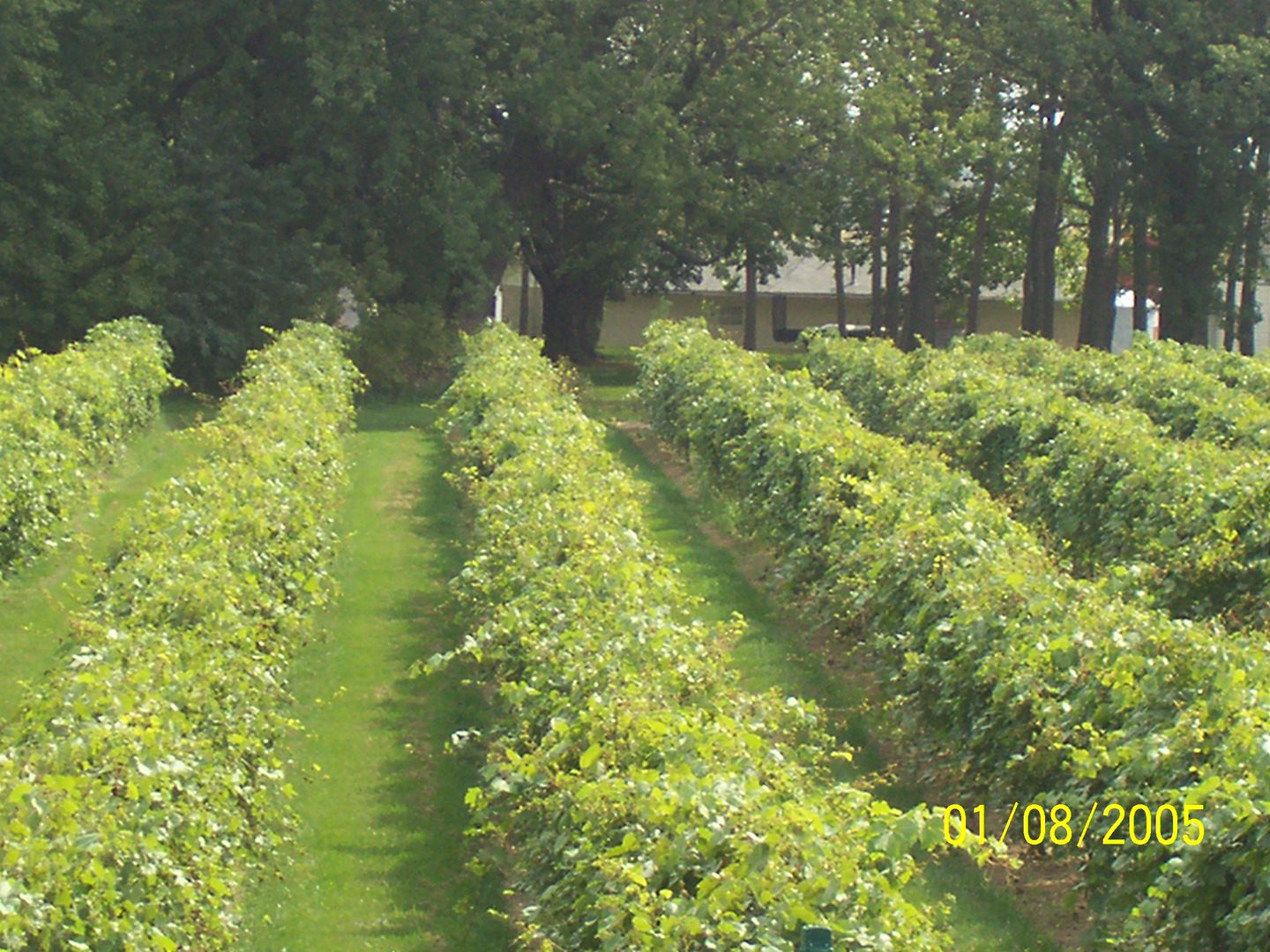 Winneshiek Wildberry Winery - 2