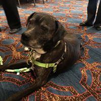 Sheraton Milwaukee Brookfield Hotel - 7