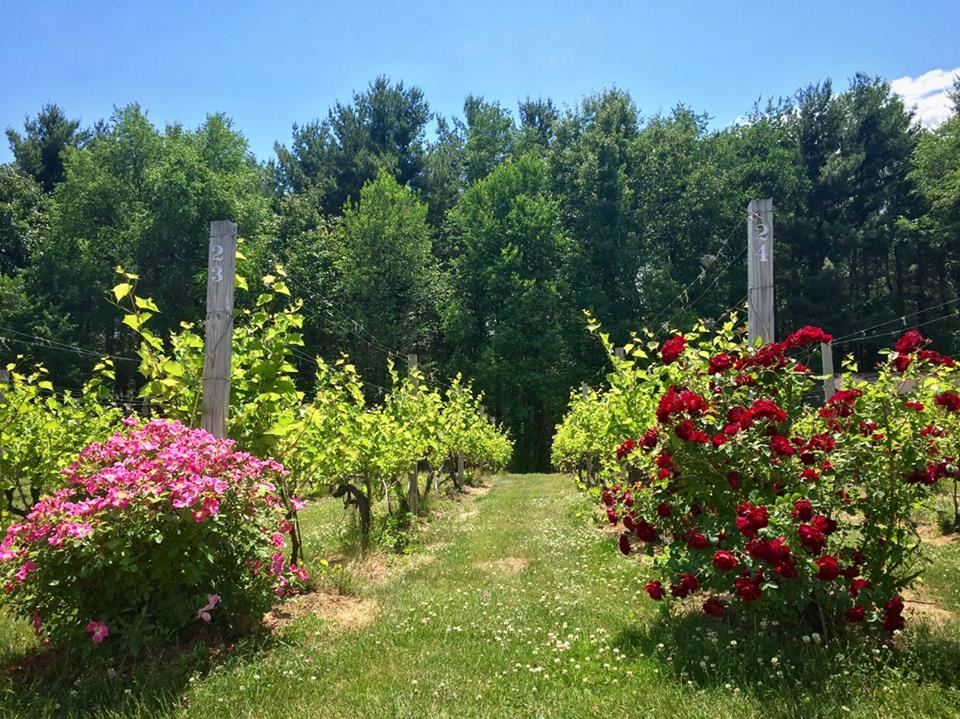 Sandhill Crane Vineyards - 2