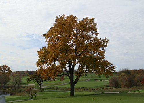 The Oaks Golf Course - 5