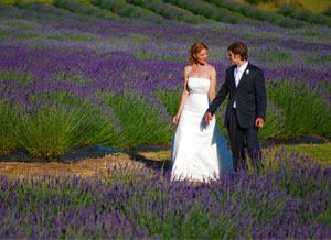 Pelindaba Lavender - 1