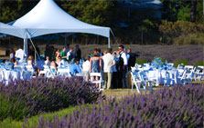 Pelindaba Lavender - 5