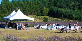 Pelindaba Lavender - 4