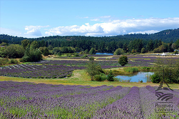 Pelindaba Lavender - 3