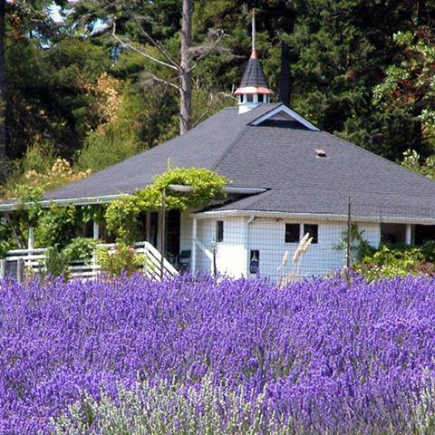 Pelindaba Lavender - 2