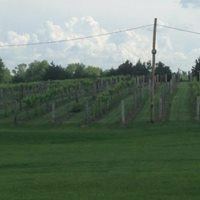 Wine Barn Winery And Vineyard - 7