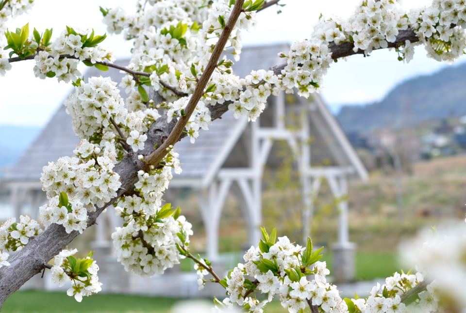 Sanctuary Gardens - 1