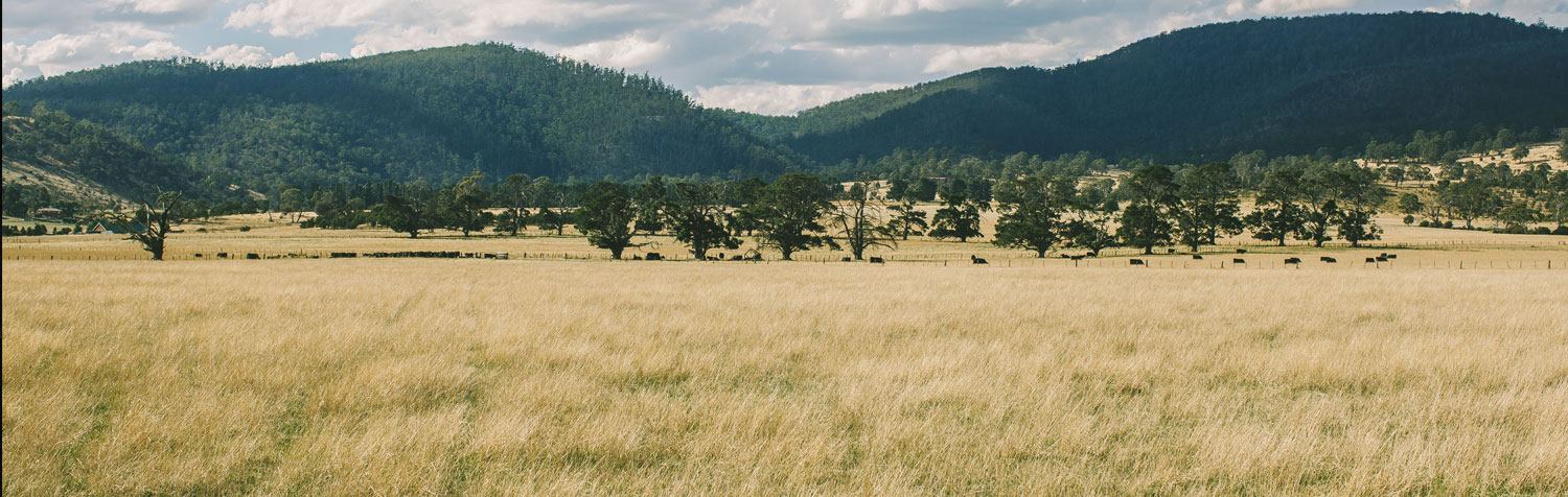 Shene Estate and Distillery - 4