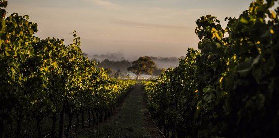 Wines for Joanie - 4