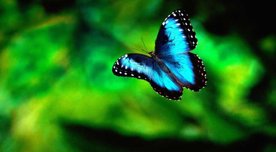 The Butterfly Farm - 3