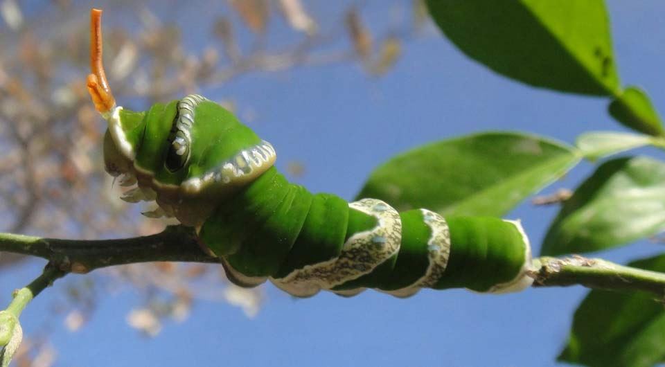 The Butterfly Farm - 5