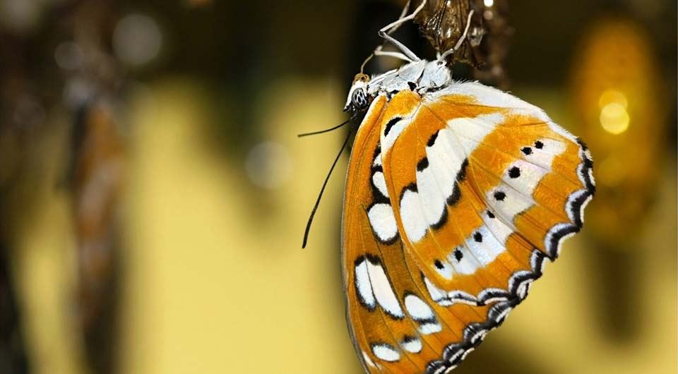 The Butterfly Farm - 2