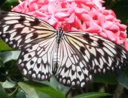 The Butterfly Farm - 6