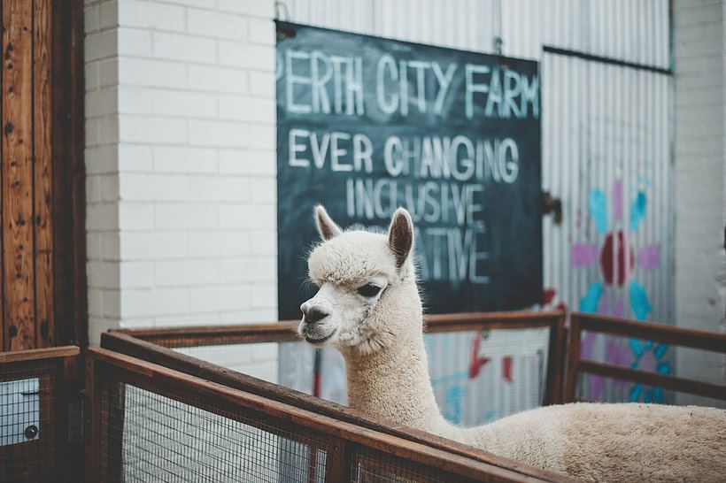 Perth City Farm - 7