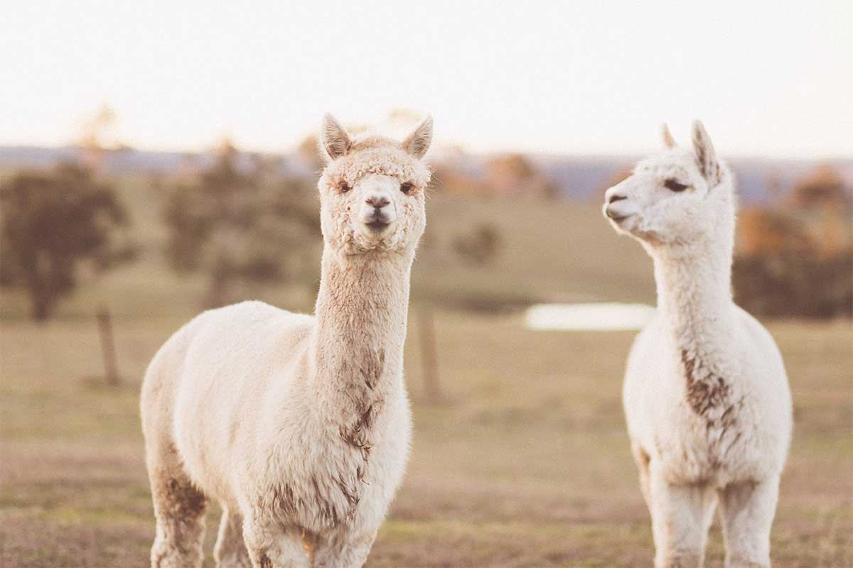 Seclusions Blue Mountains - 3