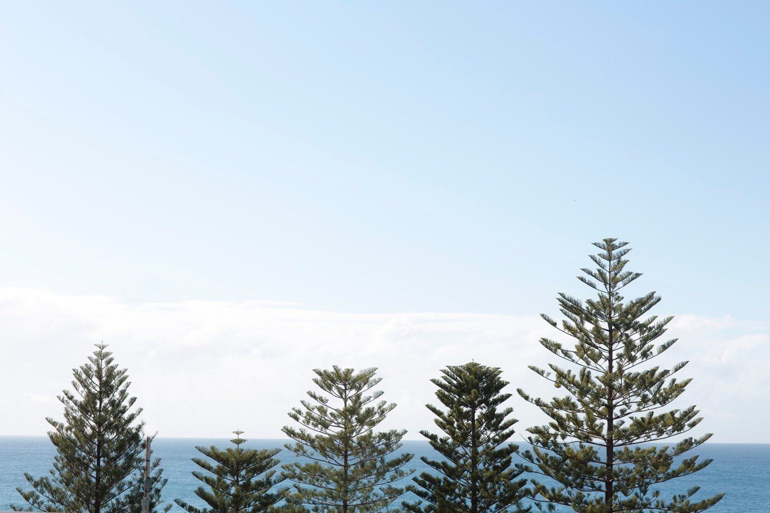 Moby Dicks Whale Beach - 4