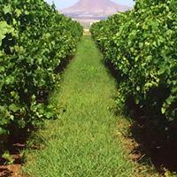 St Clair Winery And Bistro - 3