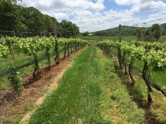 The Knight's Gambit - 5