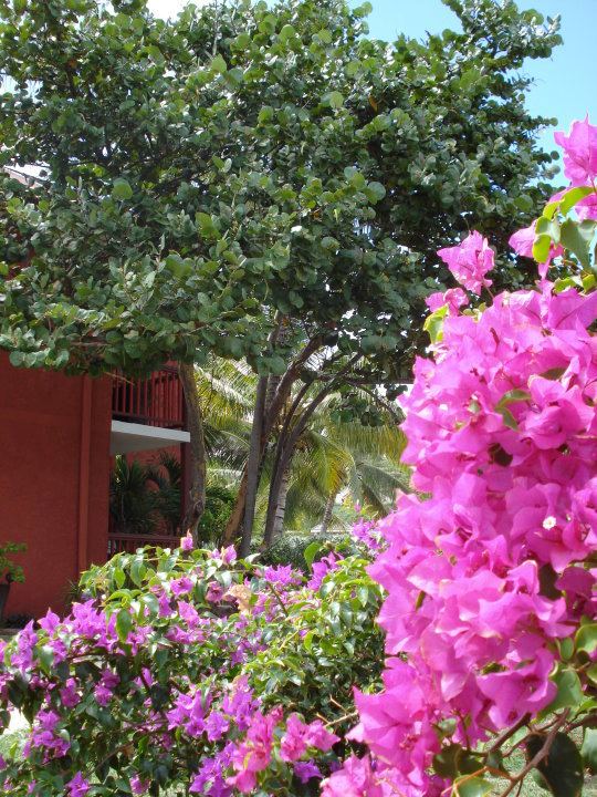 Palm Court Hotel - 3