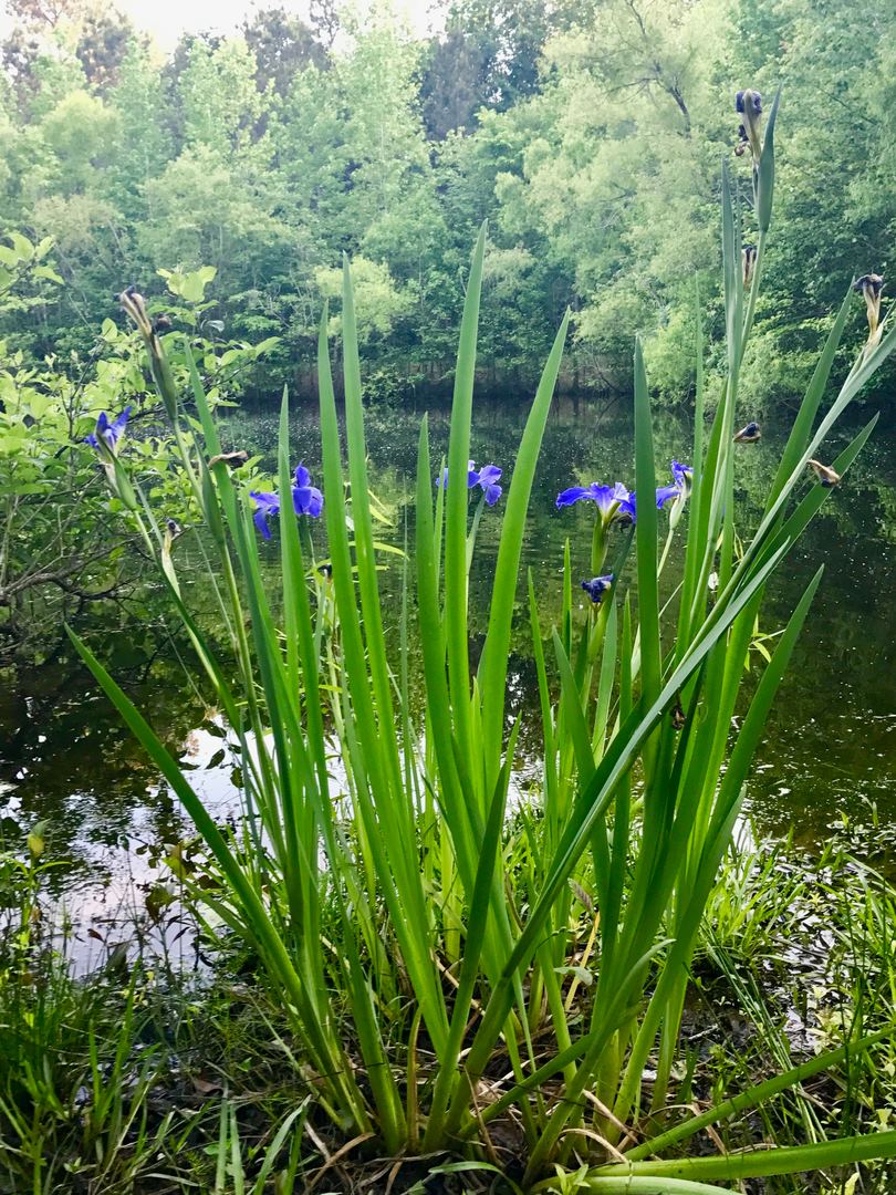 Morris Peaceland Farm - 5