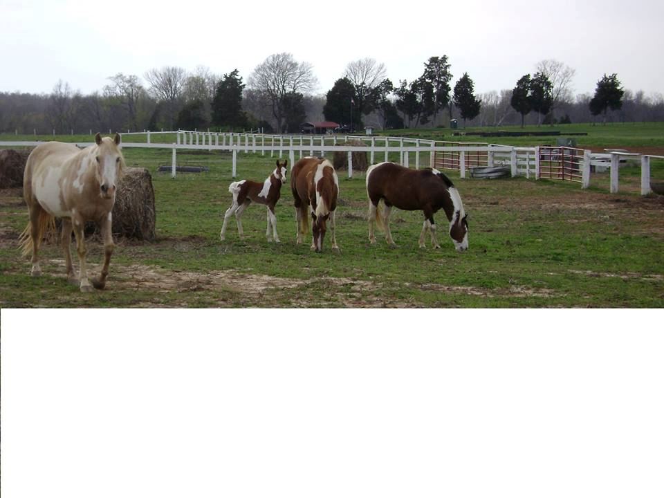 Murph's Country Music Barn - 7