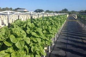 Sandbar Restaurant - 6