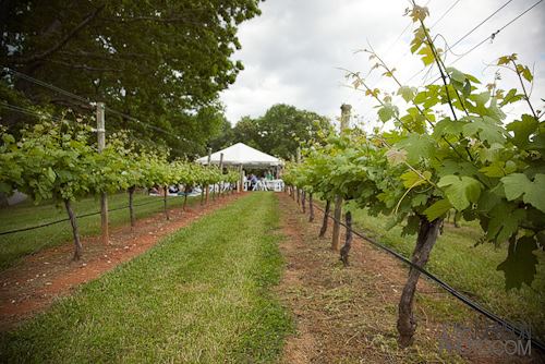 Three Sisters Vineyards & Winery - 4