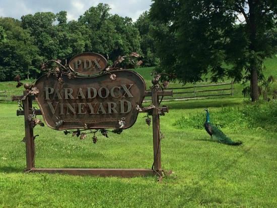 Paradocx Vineyard - 2