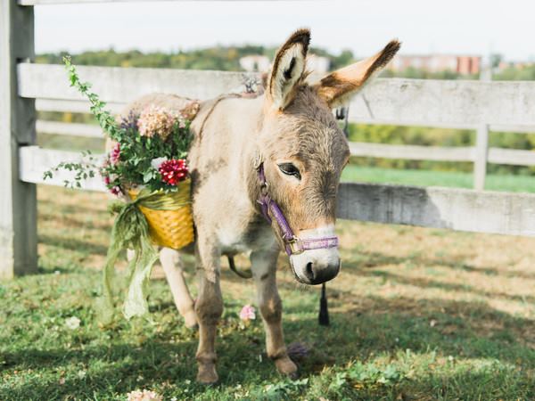 Destiny Hill Farm - 5