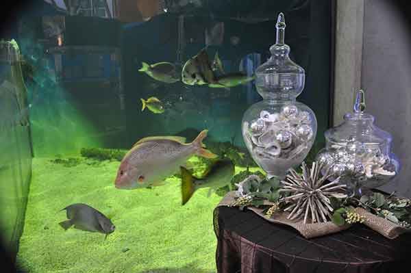 The Estuarium at Dauphin Island Sea Lab - 2