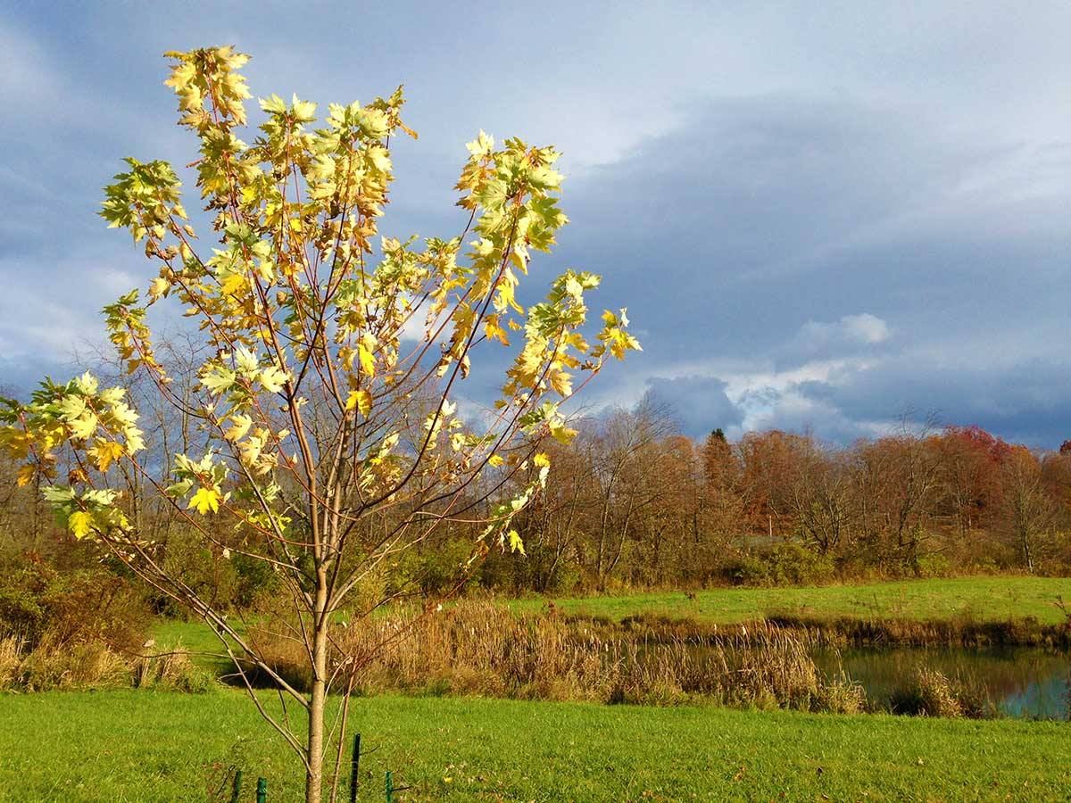 Pegasus Farm Campground - 4